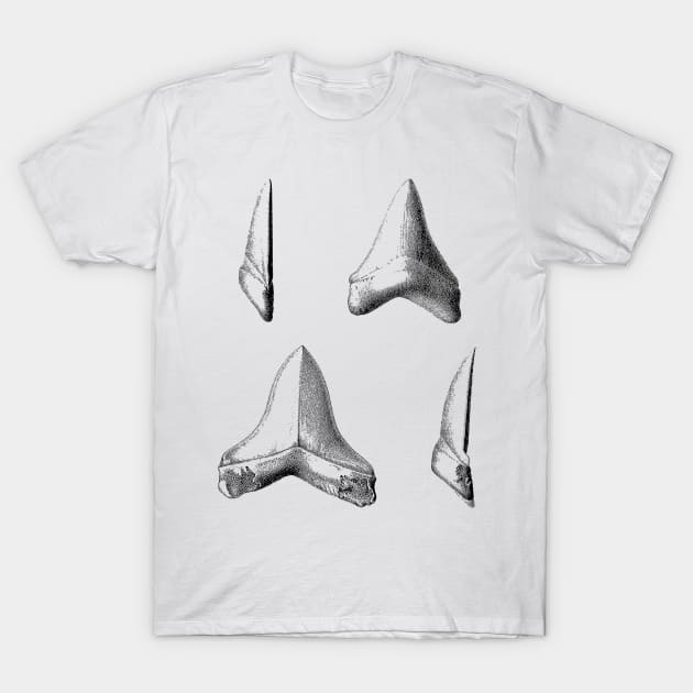 Shark Teeth | Great White Megalodon Fossils T-Shirt by encycloart